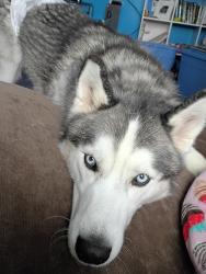 Lost Male Dog last seen Muller Re, East Peoria, IL 61611