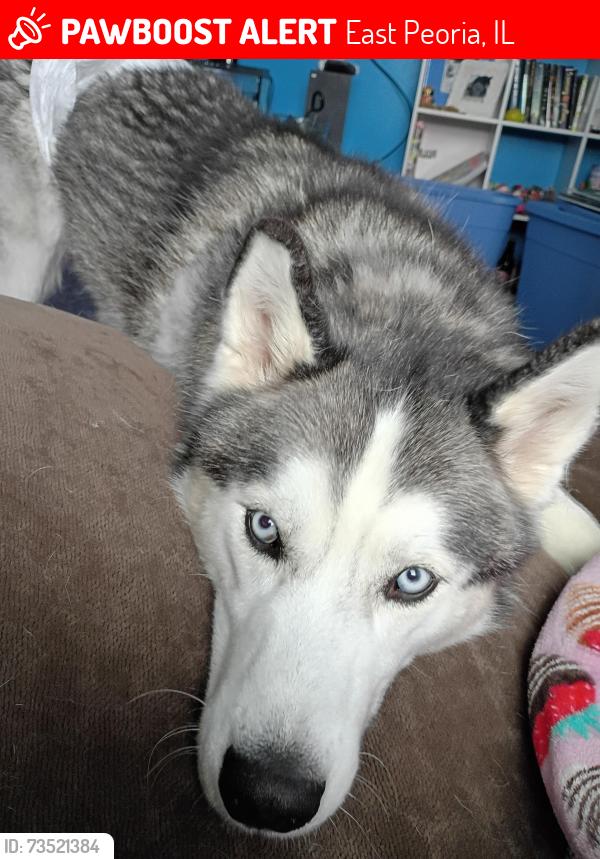 Lost Male Dog last seen Muller Re, East Peoria, IL 61611