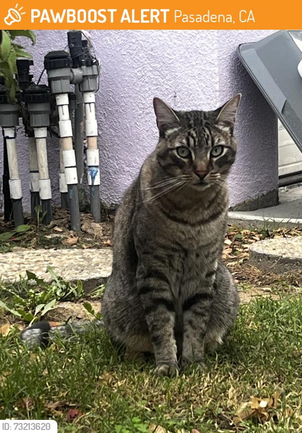 Found/Stray Unknown Cat last seen Monte Vista St & Craig, Pasadena, CA 91107