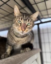 Lost Male Cat last seen Goldenwest and Ellis Ave by Baca Park, Huntington Beach, CA 92648