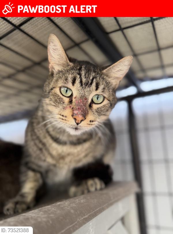 Lost Male Cat last seen Goldenwest and Ellis Ave by Baca Park, Huntington Beach, CA 92648