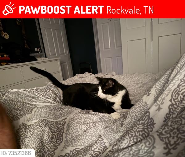 Lost Male Cat last seen Kingwood, Rockvale, TN 37153