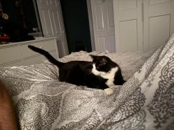 Lost Male Cat last seen Kingwood, Rockvale, TN 37153
