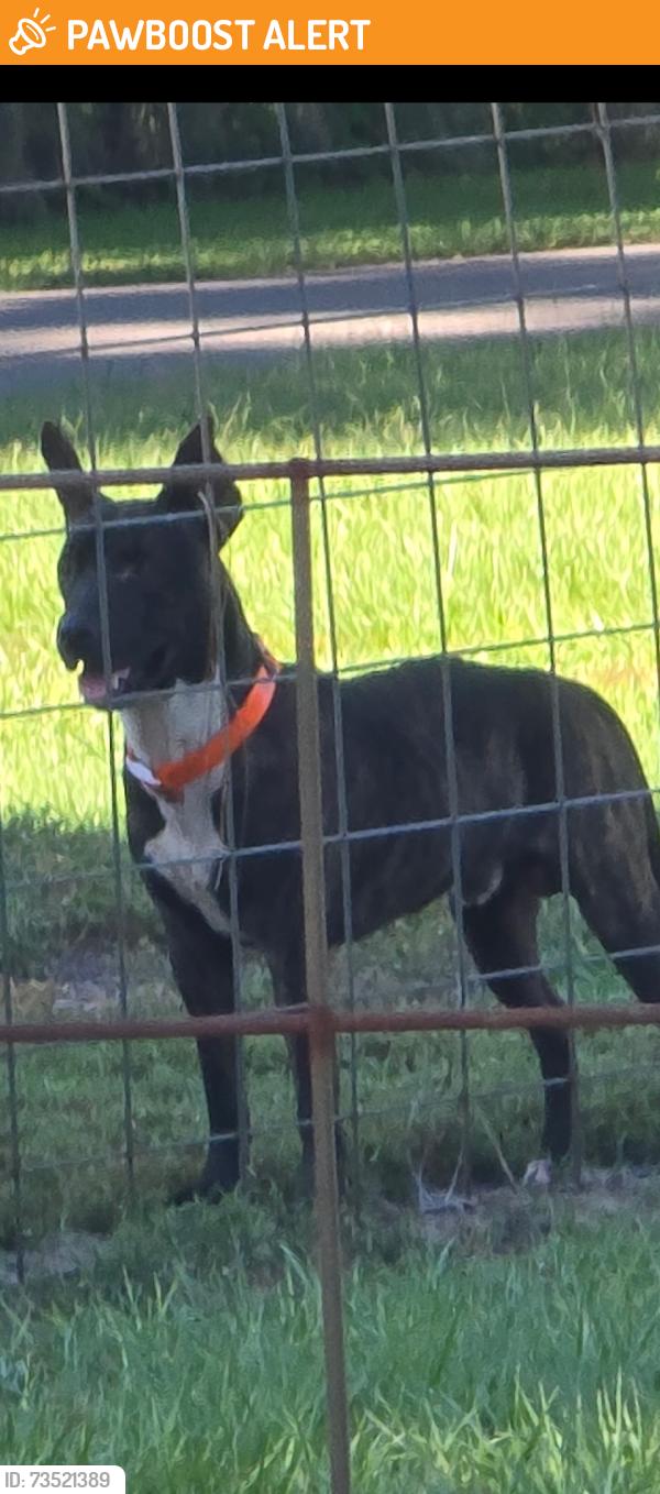 Found/Stray Male Dog last seen Cripple creek road and cooper rd, Hillsborough County, FL 33565