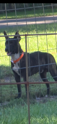 Found/Stray Male Dog last seen Cripple creek road and cooper rd, Hillsborough County, FL 33565