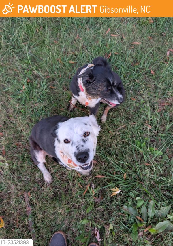 Found/Stray Unknown Dog last seen Yard, Gibsonville, NC 27244