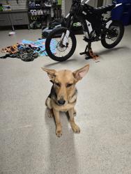 Reunited Female Dog last seen Cane Creek Rd, Fletcher, NC 28732