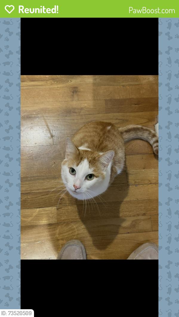 Reunited Male Cat last seen Rosewood & Amsterdam, Atlanta, GA 30306