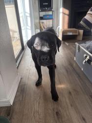 Found/Stray Male Dog last seen Near Guadiana Pl SW Albuquerque NM 87121 United States, Albuquerque, NM 87121