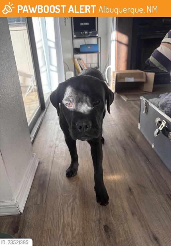Found/Stray Male Dog last seen Near Guadiana Pl SW Albuquerque NM 87121 United States, Albuquerque, NM 87121
