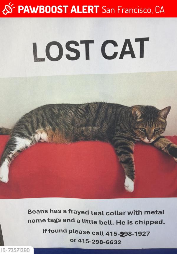 Lost Male Cat last seen Irving between 3rd and 4th, San Francisco, CA 94122