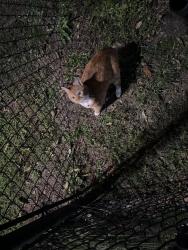 Reunited Female Cat last seen Satori Long Meadow dog park, Richmond, TX 77407