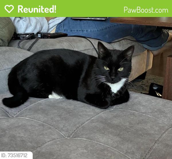 Reunited Male Cat last seen Fort Lowell and Mountain Ave, Tucson, AZ 85719