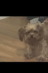 Reunited Male Dog last seen Edgewood and Begonia, Jacksonville, FL 32209