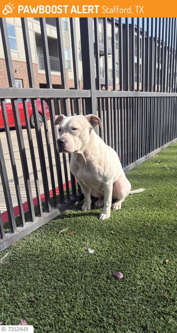 Found/Stray Female Dog last seen Near citypark, Stafford, TX 77477