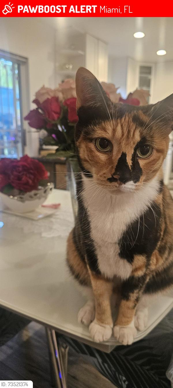 Lost Female Cat last seen Near NW 62nd St, Miami, FL 33150