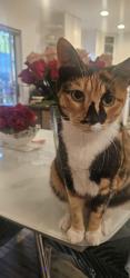 Lost Female Cat last seen Near NW 62nd St, Miami, FL 33150
