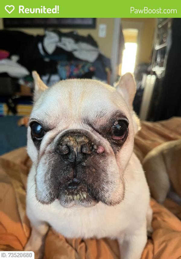 Reunited Male Dog last seen On Latona between 63rd & 64th, Seattle, WA 98115