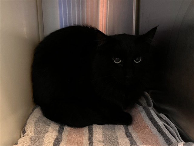 Shelter Stray Unknown Cat last seen Near BLOCK ORO BLANCO DR, COLORADO SPRINGS CO 80917, 610 Abbot Ln, Colorado Springs, CO 80905, USA