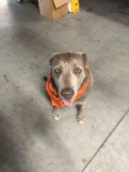 Reunited Female Dog last seen Sunnyridge and Sherry in South Nampa 83686, Nampa, ID 83686