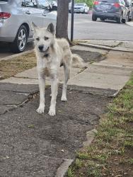 Found/Stray Male Dog last seen 2nd and Rivera St, Los Angeles, CA 90063
