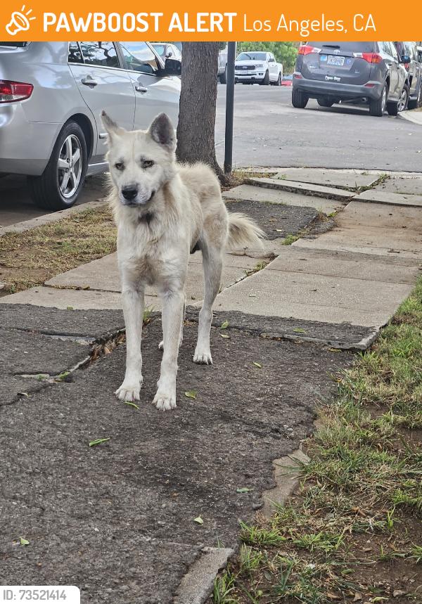 Found/Stray Male Dog last seen 2nd and Rivera St, Los Angeles, CA 90063
