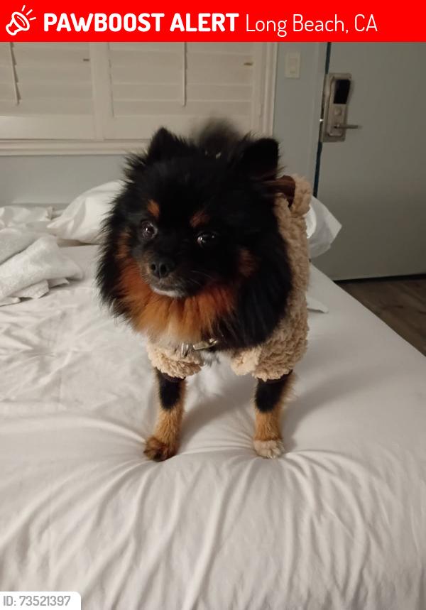 Lost Male Dog last seen Scherer park near volleyball court and community center, Long Beach, CA 90805