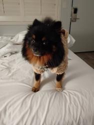 Lost Male Dog last seen Scherer park near community center, Long Beach, CA 90805