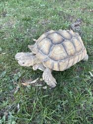 Found/Stray Male Reptile last seen Van Gogh elementary, Los Angeles, CA 91344