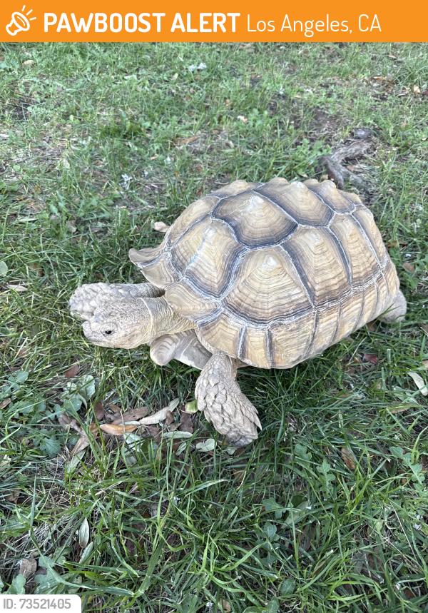 Found/Stray Male Reptile last seen Van Gogh elementary, Los Angeles, CA 91344