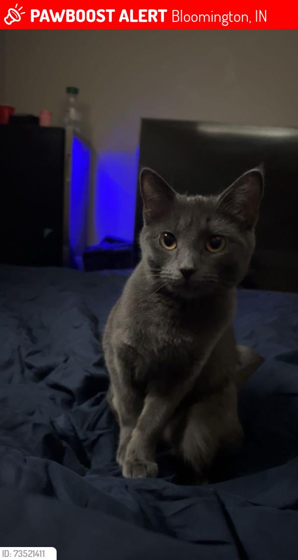 Lost Female Cat last seen The park by east smith ave, Bloomington, IN 47401
