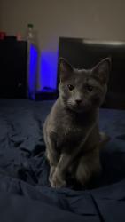Lost Female Cat last seen The park by east smith ave, Bloomington, IN 47401