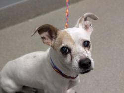 Shelter Stray Male Dog last seen DROPPED AT SHELTER, 655 N Mojave Rd, Las Vegas, NV 89101, USA