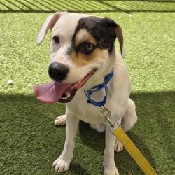 Shelter Stray Male Dog last seen , 655 N Mojave Rd, Las Vegas, NV 89101, USA