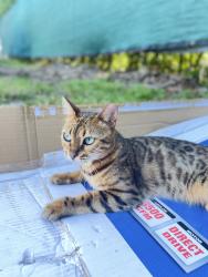 Lost Female Cat last seen West perrine, West Perrine, FL 33157