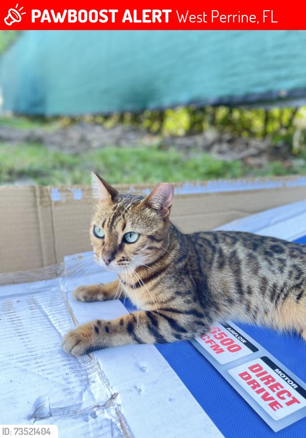 Lost Female Cat last seen West perrine, West Perrine, FL 33157
