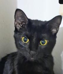 Lost Female Cat last seen Life of faith church, Irondale, AL 35210