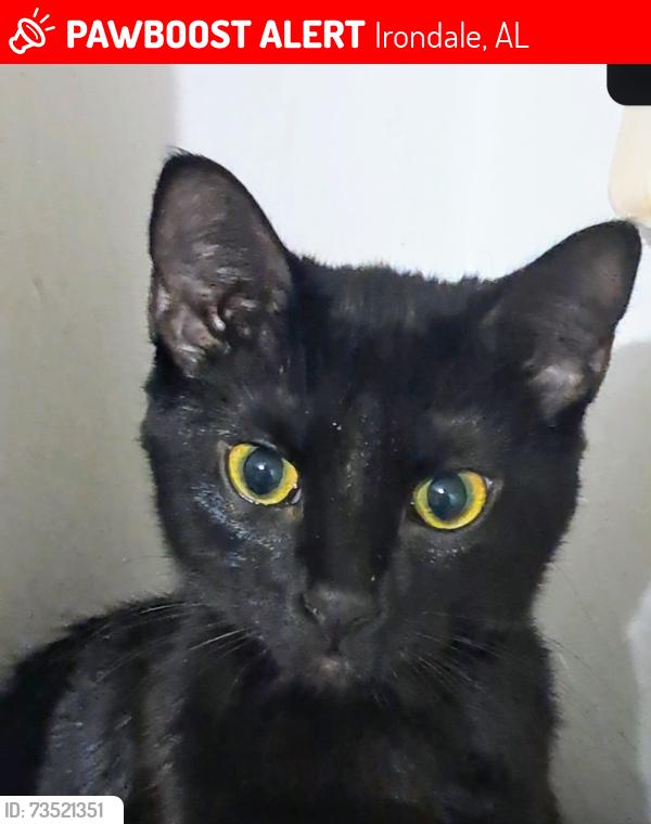 Lost Female Cat last seen Life of faith church, Irondale, AL 35210