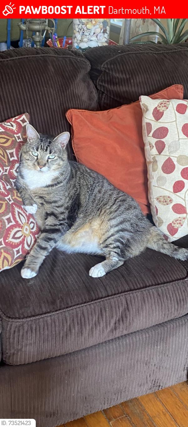 Lost Male Cat last seen rockland street, Dartmouth, MA 02748