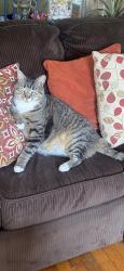 Lost Male Cat last seen rockland street, Dartmouth, MA 02748