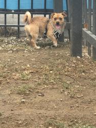 Found/Stray Male Dog last seen Corner of President Street and 235th Street, Los Angeles, CA 90710