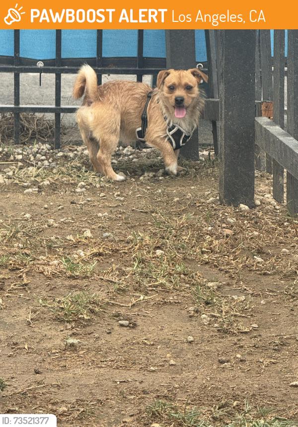 Found/Stray Male Dog last seen Corner of President Street and 235th Street, Los Angeles, CA 90710