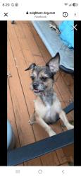 Found/Stray Female Dog last seen E. Atlanta rd, Stockbridge, GA 30281