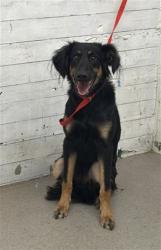 Shelter Stray Female Dog last seen RANDALL AND WHEELER, 333 Chandler Pl, San Bernardino, CA 92408, USA