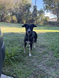 Found/Stray Female Dog last seen Wilkes Dr and Meadow Dr, Fort Worth, TX 76119