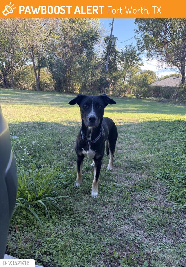 Found/Stray Female Dog last seen Wilkes Dr and Meadow Dr, Fort Worth, TX 76119