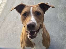 Shelter Stray Female Dog last seen , 11361 W Pico Blvd, Los Angeles, CA 90064, USA