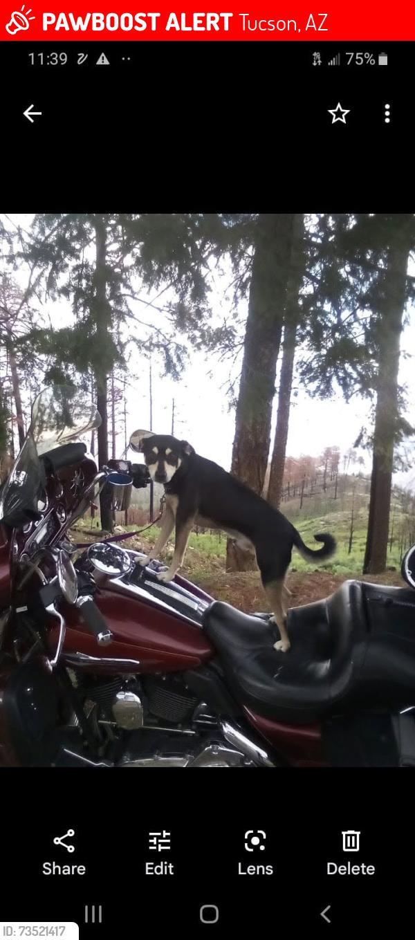 Lost Male Dog last seen Circle k on ajo an 6th, Tucson, AZ 85710