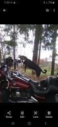 Lost Male Dog last seen Circle k on ajo an 6th, Tucson, AZ 85710