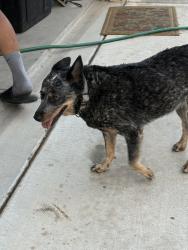 Lost Male Dog last seen Drexel and Tucson blvd, Tucson, AZ 85706